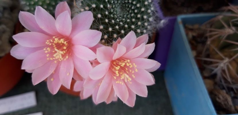  - Cactusi 2019