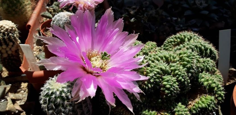  - Cactusi 2019