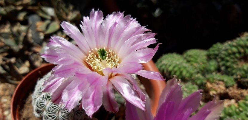  - Cactusi 2019
