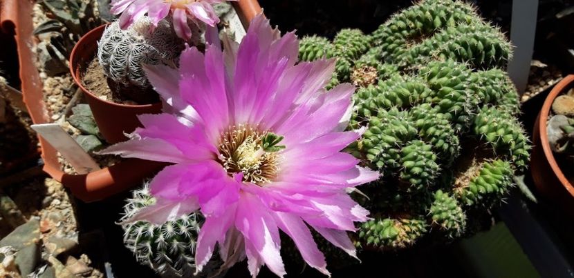  - Cactusi 2019