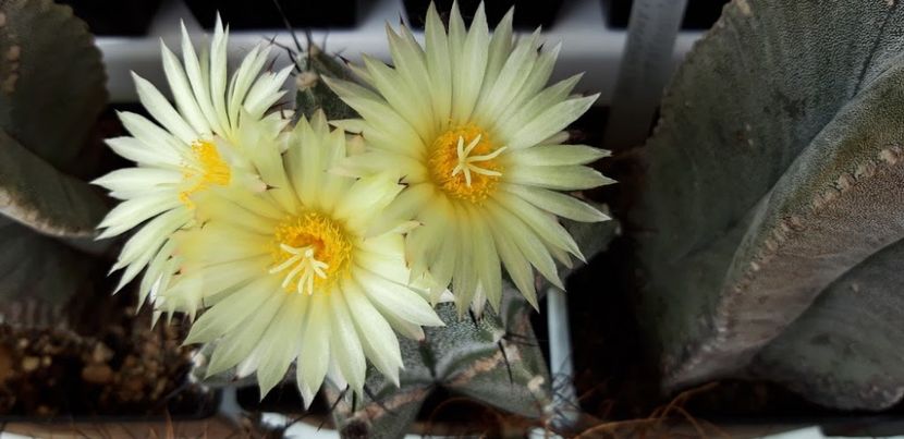  - Cactusi 2019