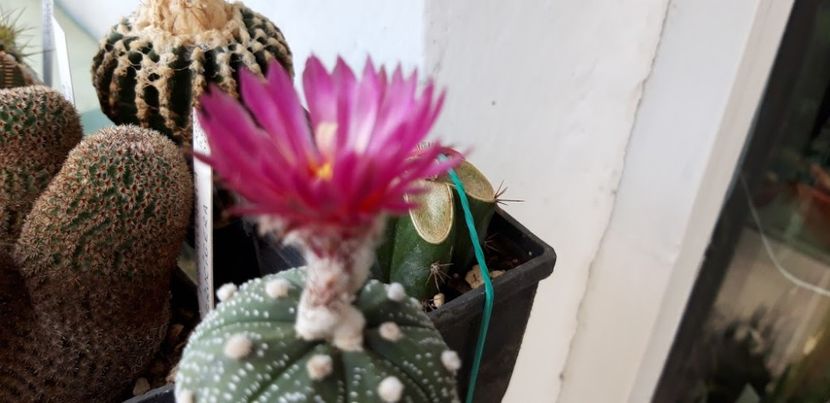  - Cactusi 2019