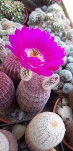  - Cactusi 2019
