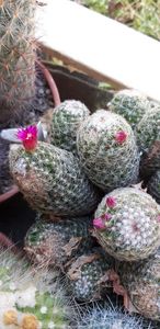  - Cactusi 2019