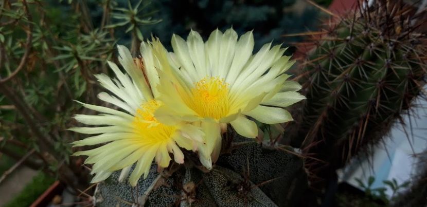  - Cactusi 2019