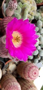  - Cactusi 2019