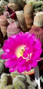  - Cactusi 2019