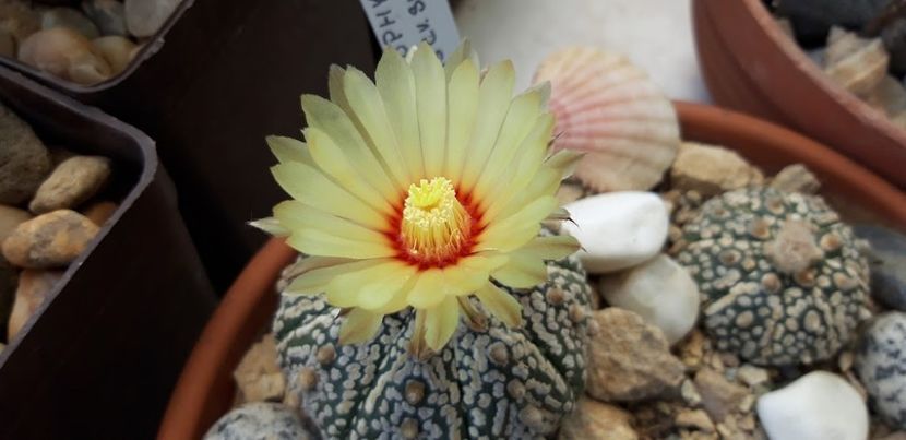  - Cactusi 2019