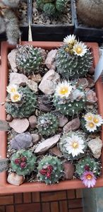  - Cactusi 2019