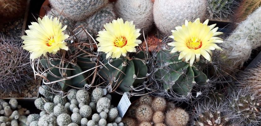  - Cactusi 2019
