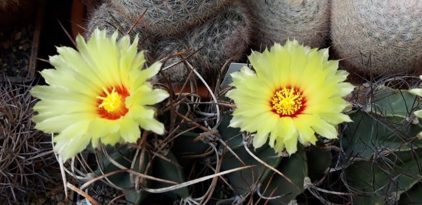  - Cactusi 2019