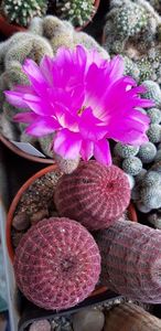  - Cactusi 2019