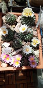  - Cactusi 2019