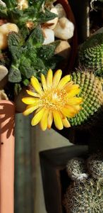  - Cactusi 2019