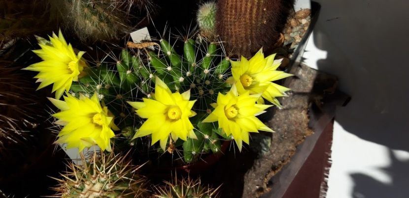  - Cactusi 2019