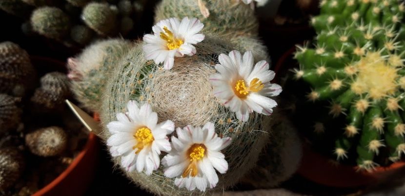  - Cactusi 2019
