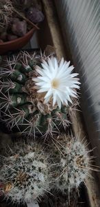  - Cactusi 2019