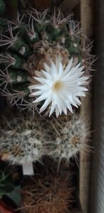  - Cactusi 2019