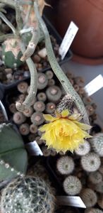  - Cactusi 2019