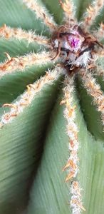  - Cactusi 2019