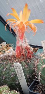  - Cactusi 2019