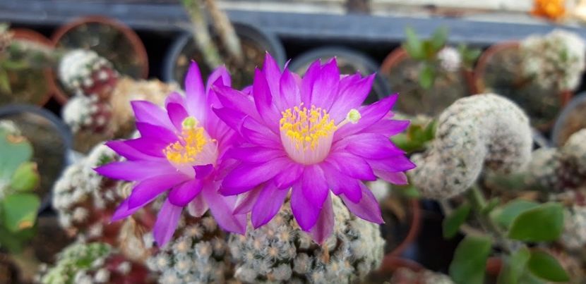  - Cactusi 2019