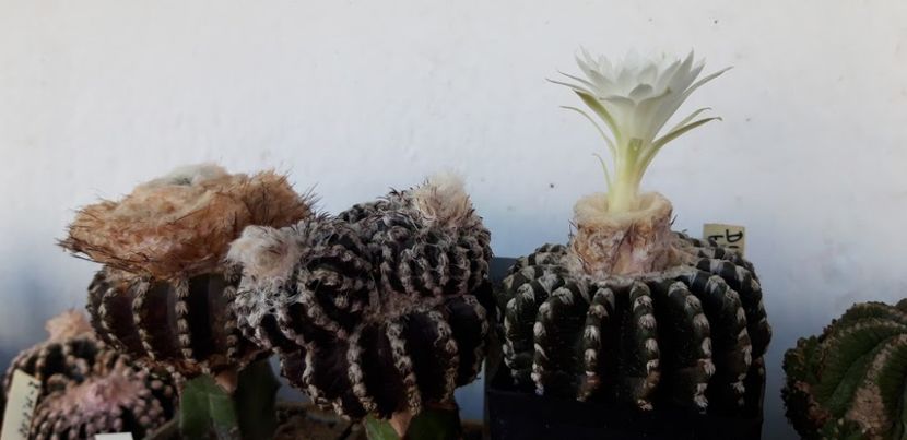  - Cactusi 2019