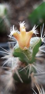  - Cactusi 2019