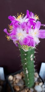  - Cactusi 2019
