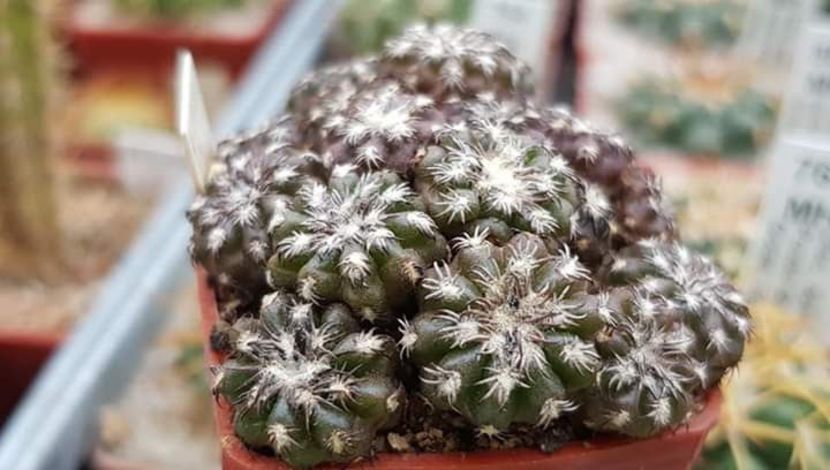  - Cactusi 2019