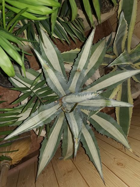  - Vanzari agave