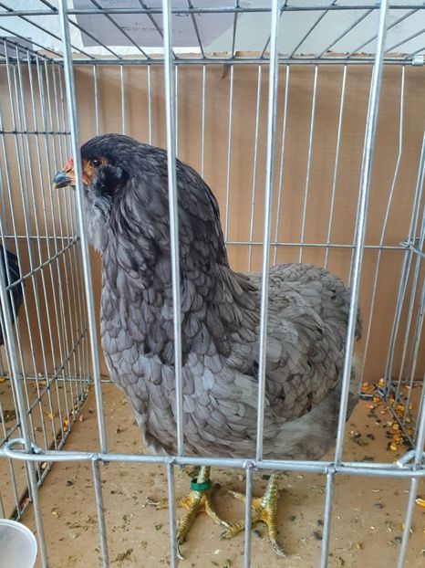 IMG-20200209-WA0059 - Păsările mele în expoziția de la Deva 2020