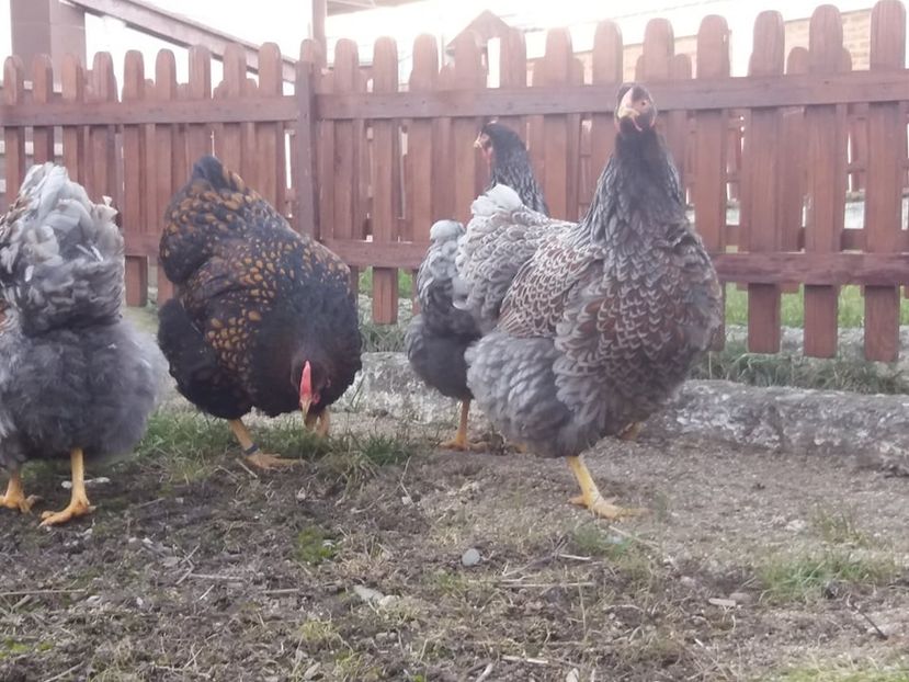  - Wyandotte auriu-albastru