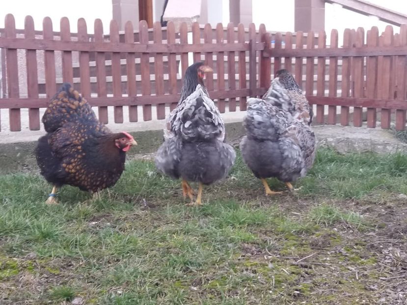  - Wyandotte auriu-albastru