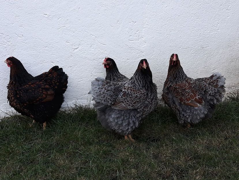  - Wyandotte auriu-albastru