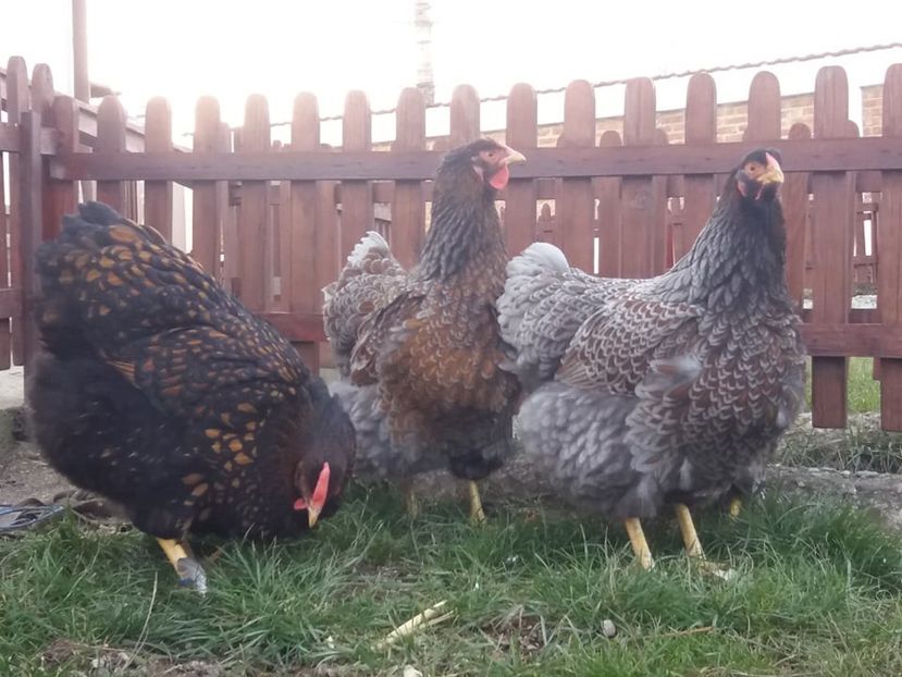  - Wyandotte auriu-albastru