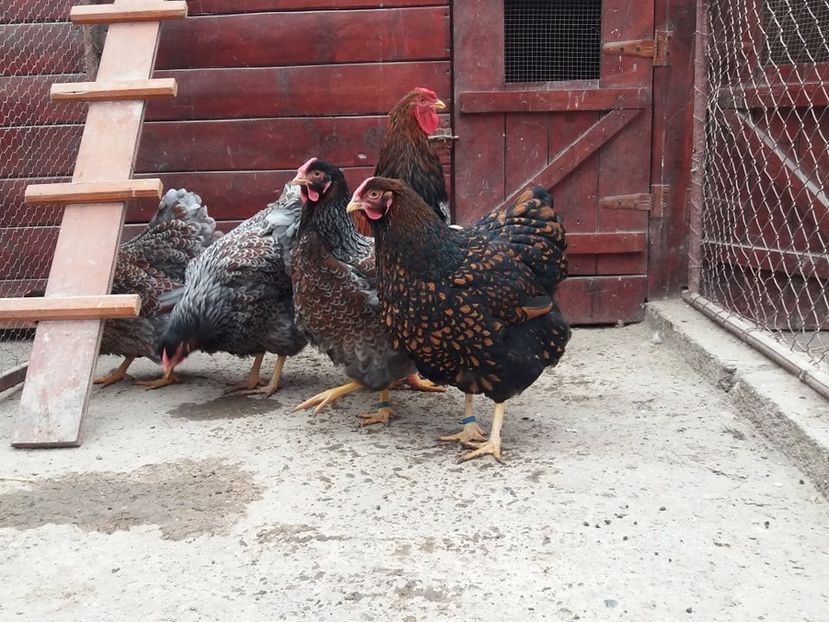  - Wyandotte auriu-albastru