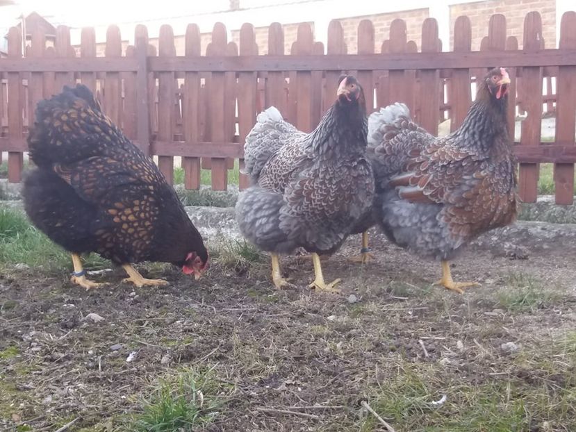  - Wyandotte auriu-albastru