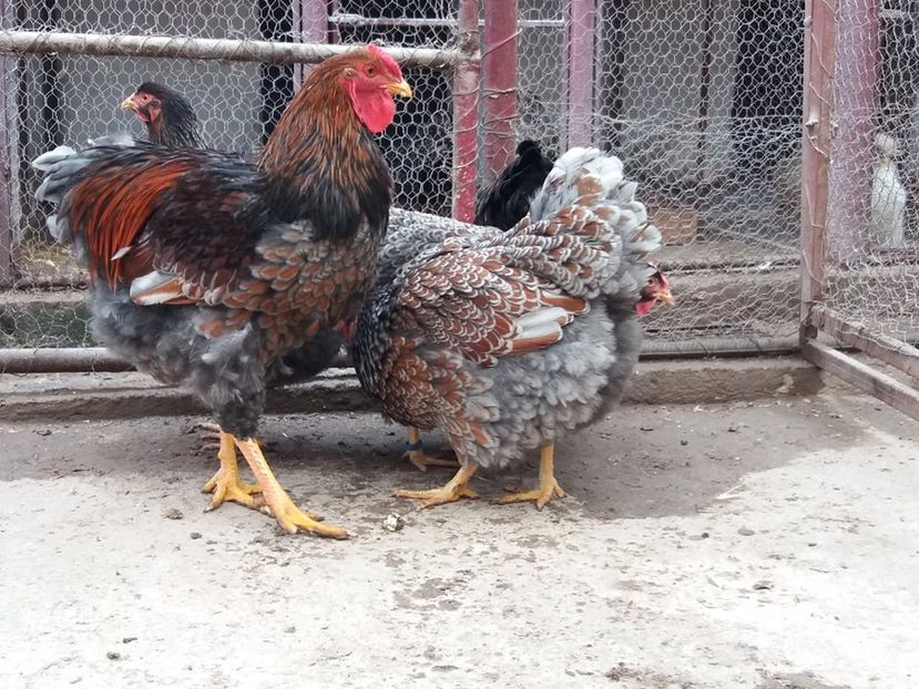  - Wyandotte auriu-albastru