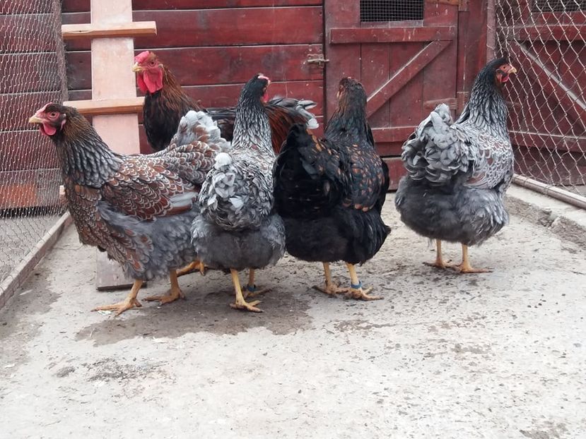  - Wyandotte auriu-albastru