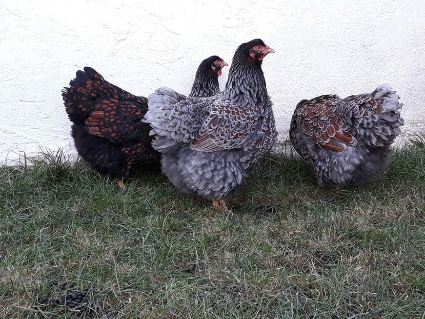  - Wyandotte auriu-albastru