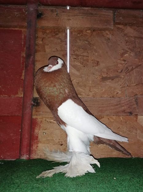 received_1009126426199504 - Gusati Cehii