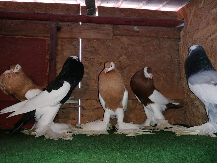 received_3150878354941437 - Gusati Cehii