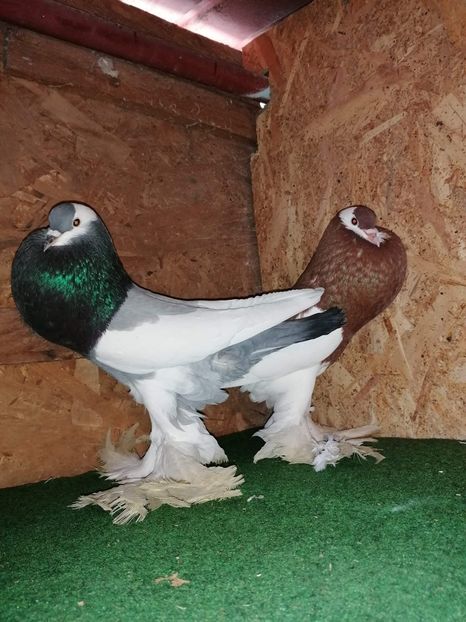 received_530189910963635 - Gusati Cehii