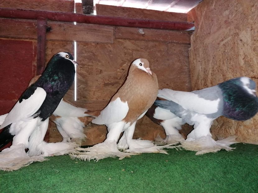 received_190782655659926 - Gusati Cehii