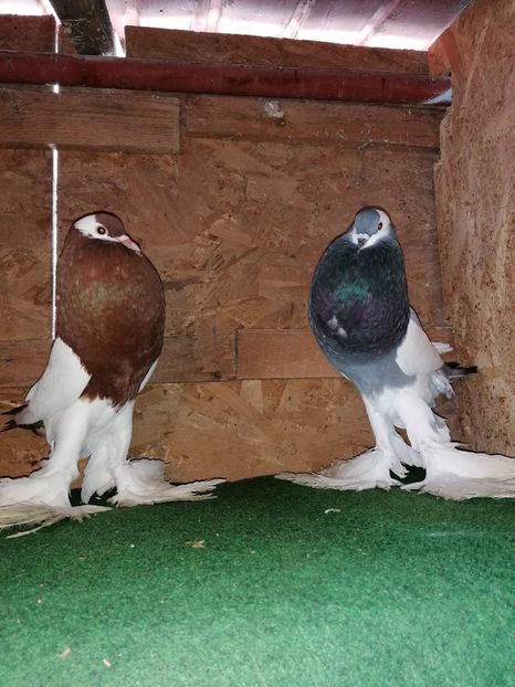 received_656236158518538 - Gusati Cehii