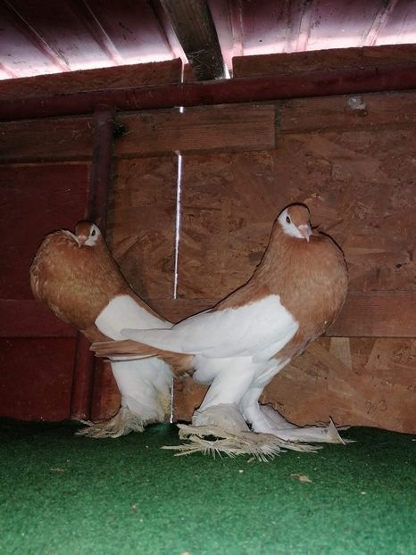 received_3234916446536390 - Gusati Cehii