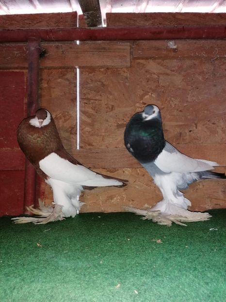 received_181992976357998 - Gusati Cehii