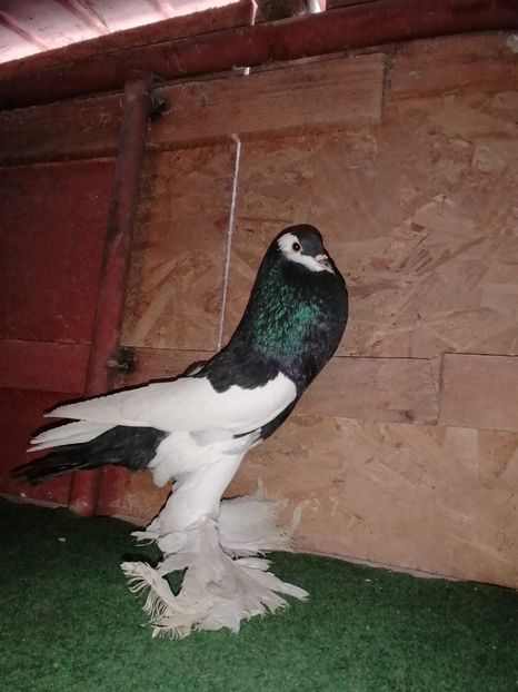 received_1059160294437558 - Gusati Cehii