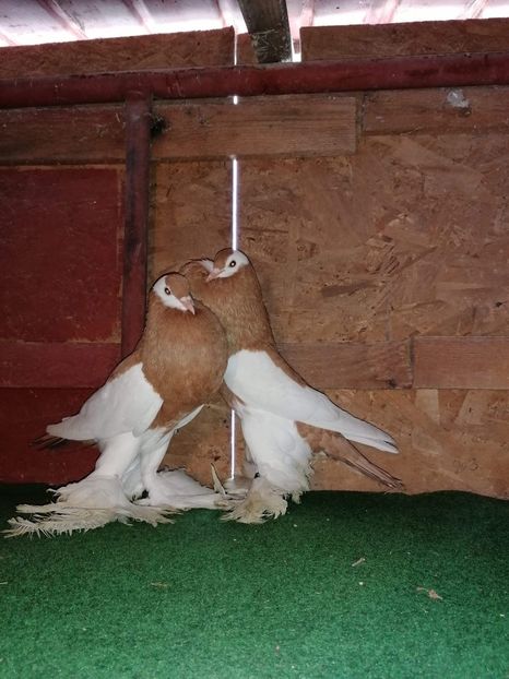 received_3297086763651195 - Gusati Cehii